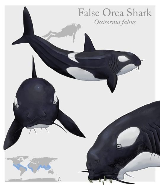 two orca whales are shown in three different poses