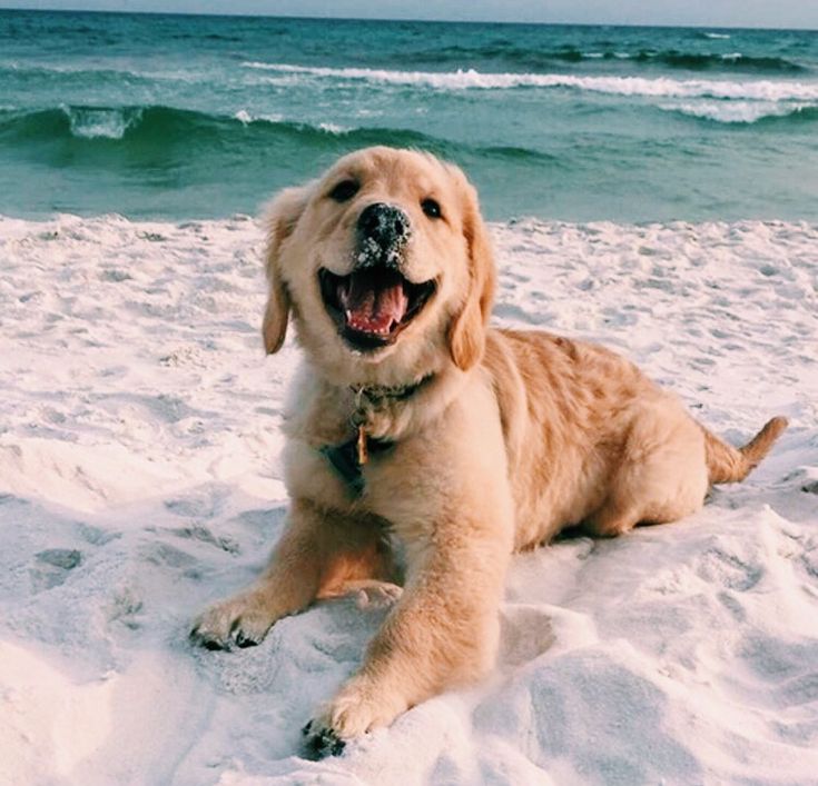 a golden retriever laying on the beach with its mouth open and his tongue out