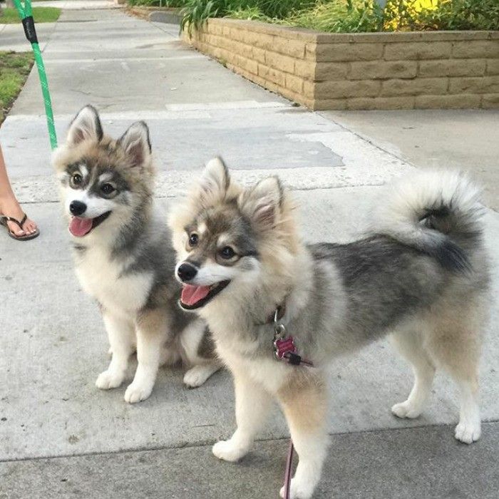 two dogs standing next to each other on a sidewalk