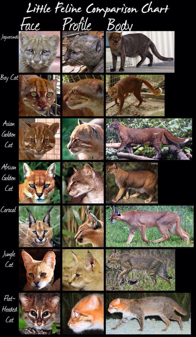 an image of different types of cats in the wild with caption that says, little feline companion chart faze profile body