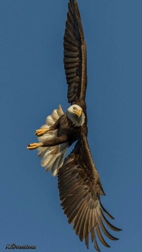 an eagle is flying in the air with its wings spread out and it's talon extended