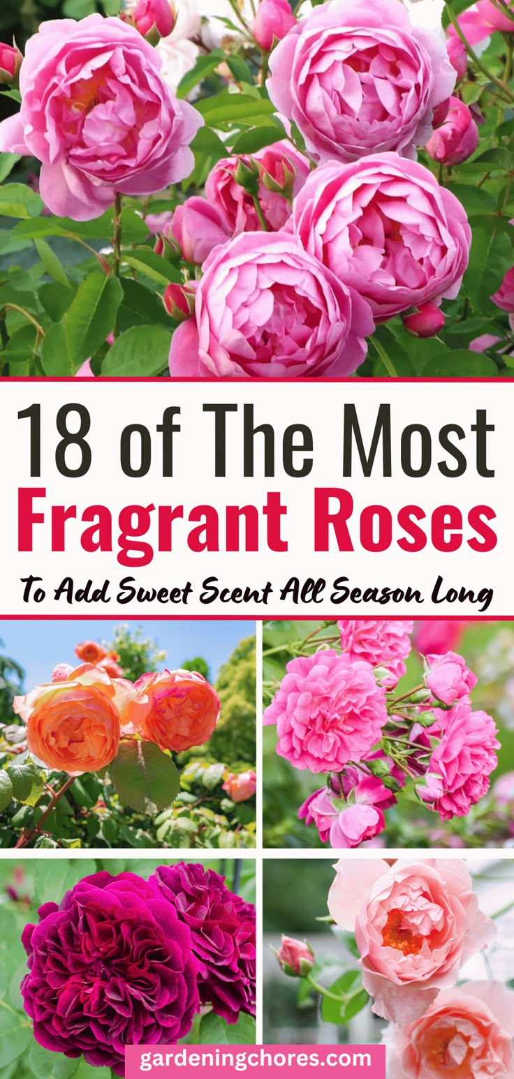 Most Fragrant Roses, Types Of Roses To Grow, Roses Types Different, Country Roses Flower, Strong Scented Flowers, Small Rose Garden Ideas, Sweet Drift Roses, Roses In Garden, Michigan Garden