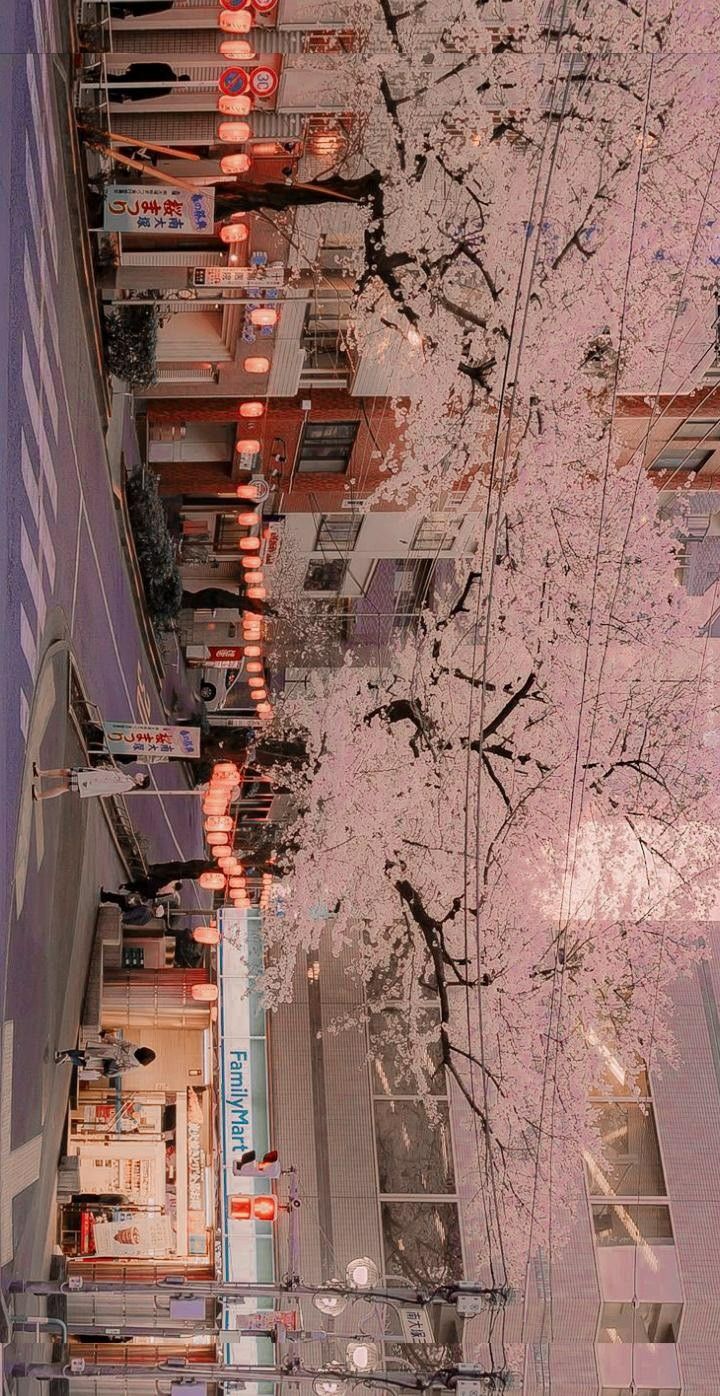 the street is lined with tall buildings and cherry blossom trees in full bloom on both sides