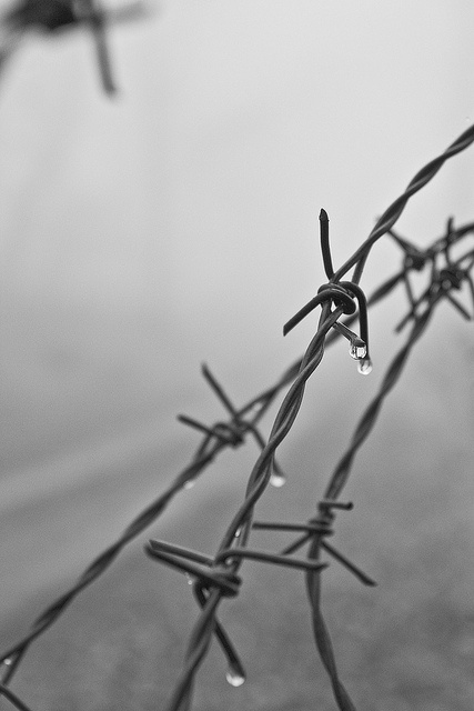 black and white photograph of barbed wire with water drops on it's surface in the background