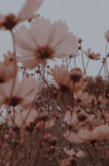 some pink flowers in the middle of a field