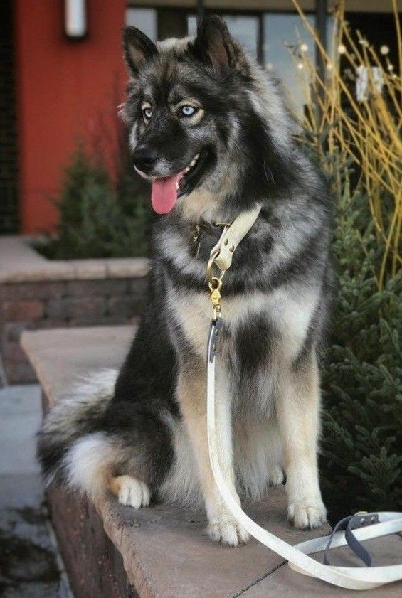 a black and white dog sitting on top of a cement bench next to a bush