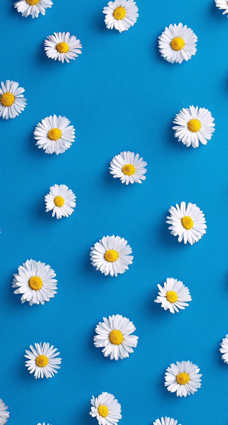 white daisies are arranged on a blue background with yellow centers and the petals appear to float in the air