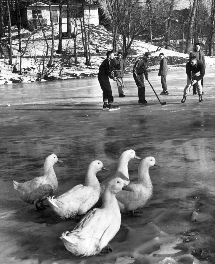 several ducks are standing in the water near some people on skis and snowboards