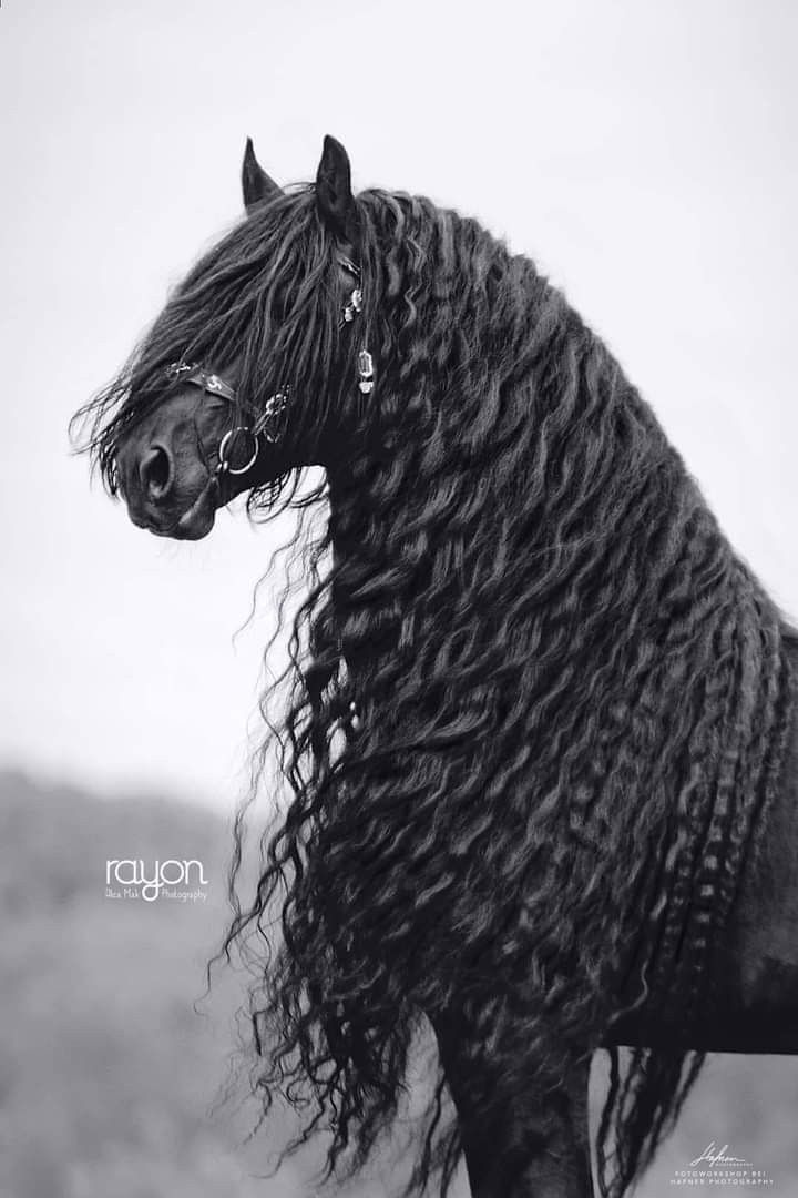 a black horse with long curly hair standing on top of a grass covered field next to a hill