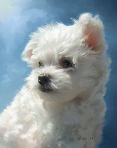 a small white dog sitting in front of a blue background