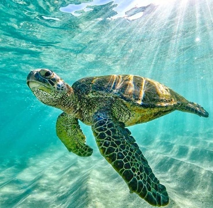 a green turtle swimming in the ocean with sunlight shining on it's back and head