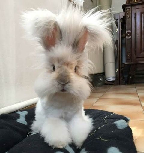 a fluffy white rabbit sitting on top of a blanket