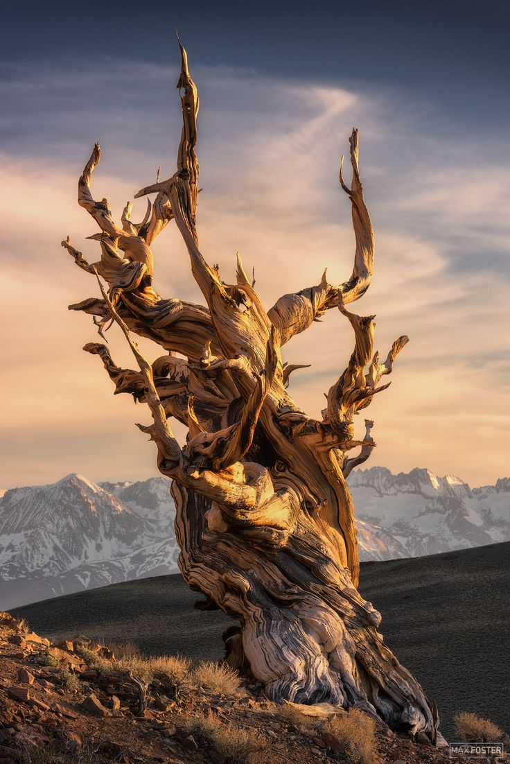 an old dead tree in the mountains with snow capped mountains behind it and clouds overhead