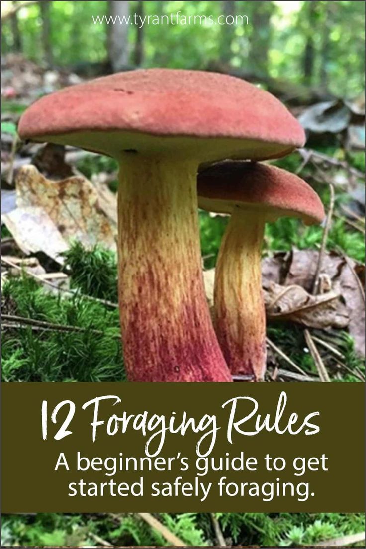 a mushroom with the words, foraging rules a beginner's guide to get started safely foraging