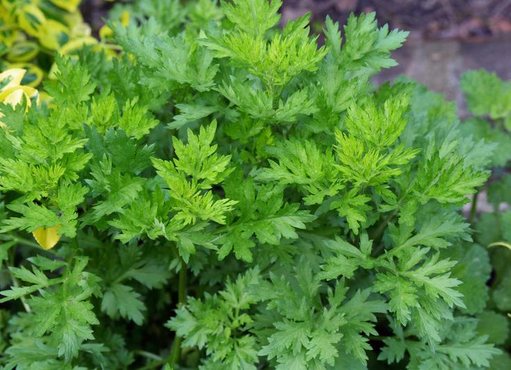 some green plants with yellow flowers in the background