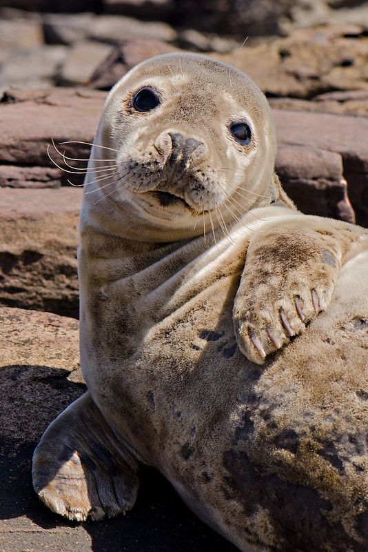 a seal sitting on top of a rock covered ground