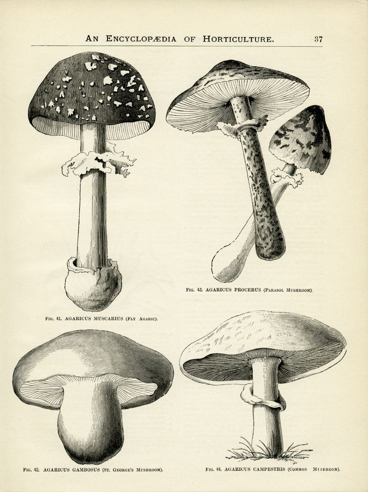 four different types of mushrooms are shown in this antique book page, with the caption'an encyclopedia of mushrooms '