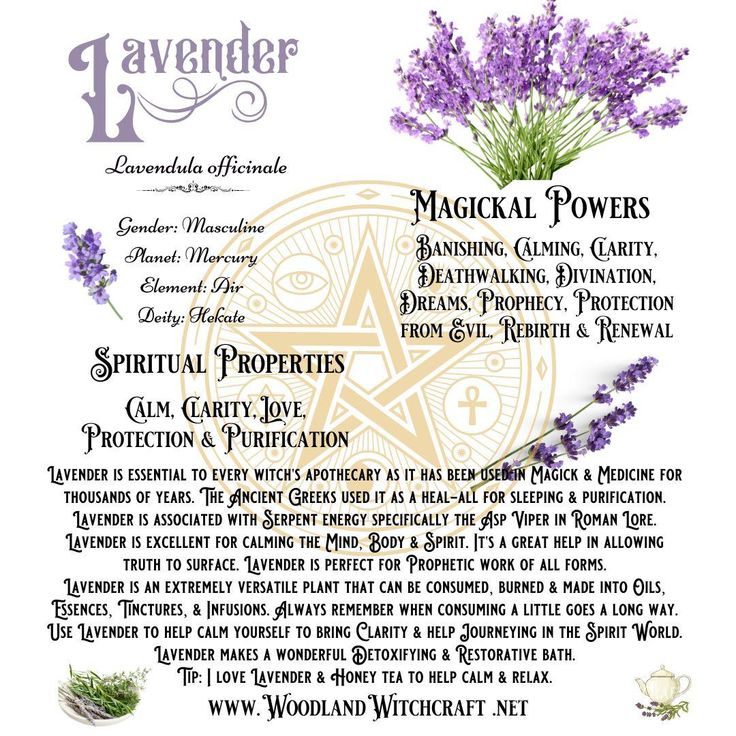 Lavender has been used for centuries for its soothing and calming properties. But did you know that it also has powerful magickal properties? #lavender #magick #spells #rituals #intuition #calm #peace #protection #purification #healing #witchyvibes #witchythings #mindbodyspirit #tranquility Lavender Properties Witchcraft, Lavender Meaning Witchcraft, Lavender Magical Properties, Lavender Witchcraft, Purification Spell, Lavender Meaning, Lavender Magic, Lavender Witch, Magick Herbs