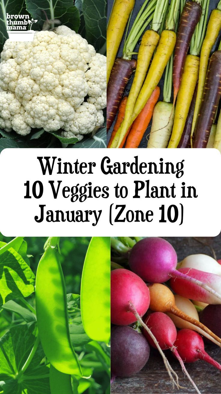 10 Vegetables to Plant in January {Zone 10} Growing Snow Peas, Types Of Kale, Growing Winter Vegetables, Vegetables To Plant, Winter Veggies, Winter Vegetables Gardening, Winter Gardening, Planting Tips, Zone 10