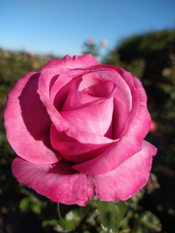 a pink rose is blooming in the garden