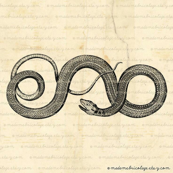 a drawing of a snake with the letter o on it's back and its tail curled up