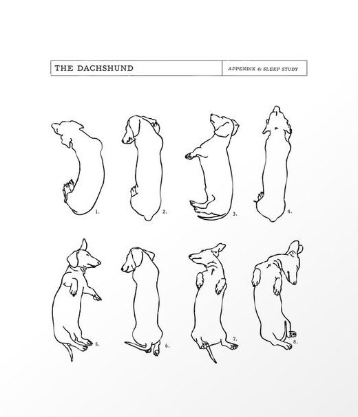 the dachshund is an animal that can be seen in many different ways