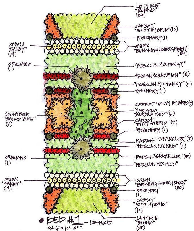 a diagram of the structure of a plant