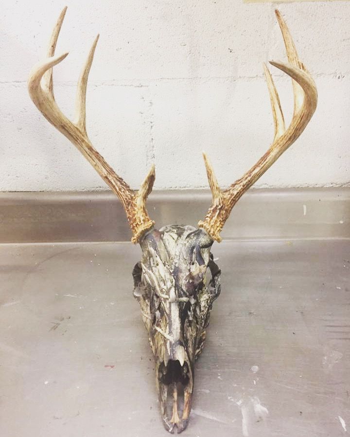 a deer's skull with large antlers is shown in front of a white wall