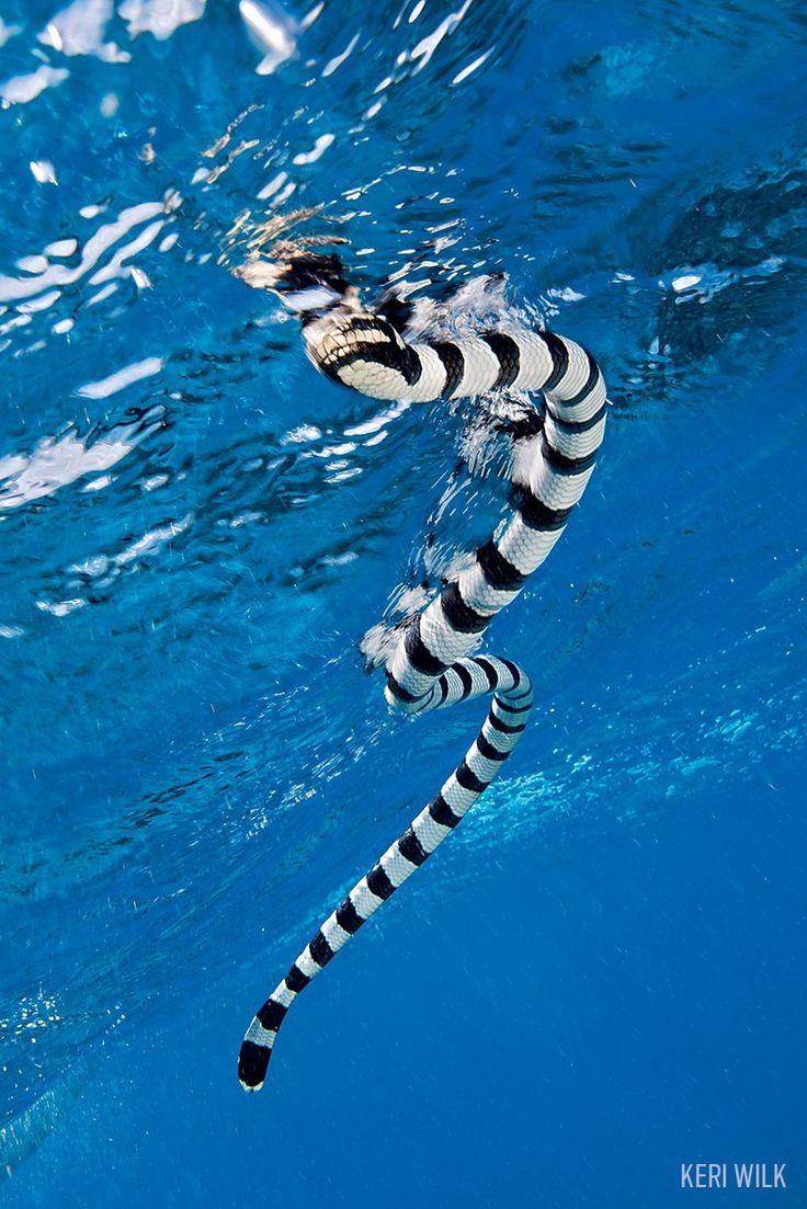 a striped seahorse swimming in the blue water with it's tail sticking out