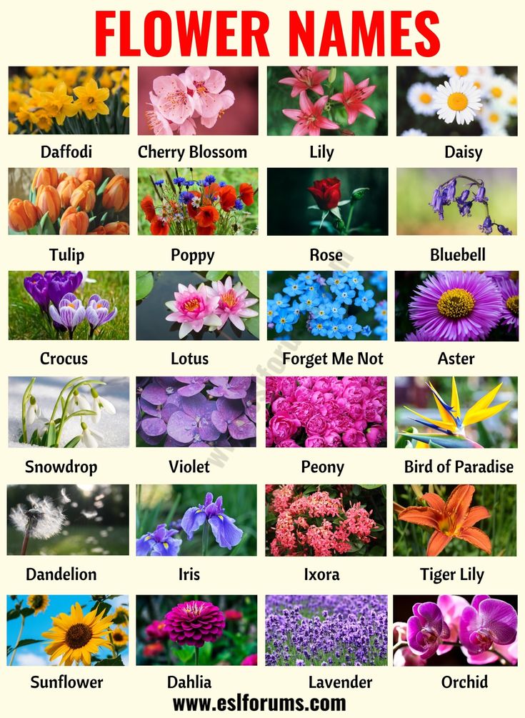 flower names for different types of flowers