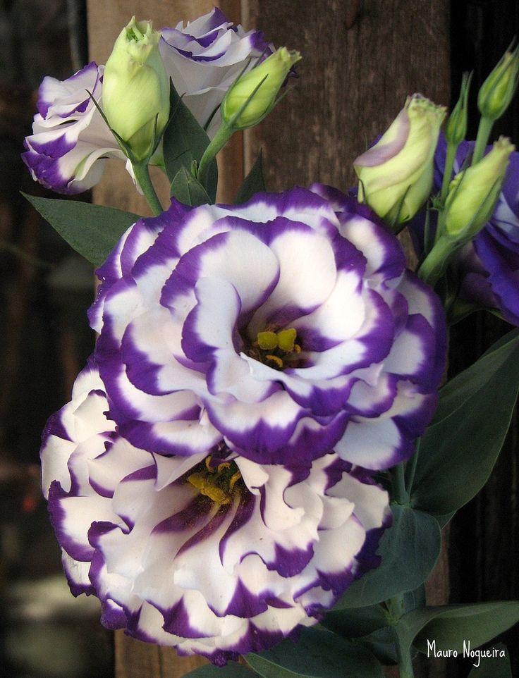 purple and white flowers are in a vase