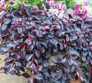 purple flowers are growing in a potted planter