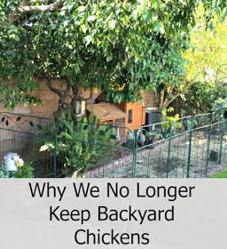 a fenced in backyard with trees and bushes surrounding it, that says why we no longer keep backyard chickens