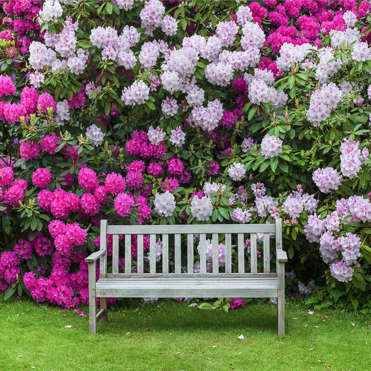 a wooden bench sitting in front of pink flowers