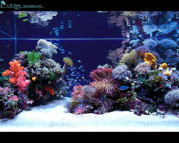 an aquarium filled with lots of different types of corals and fish swimming in it