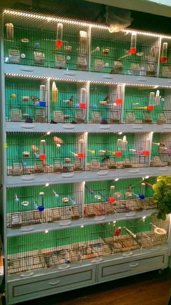 a large display case filled with lots of birds in cages on top of wooden floors