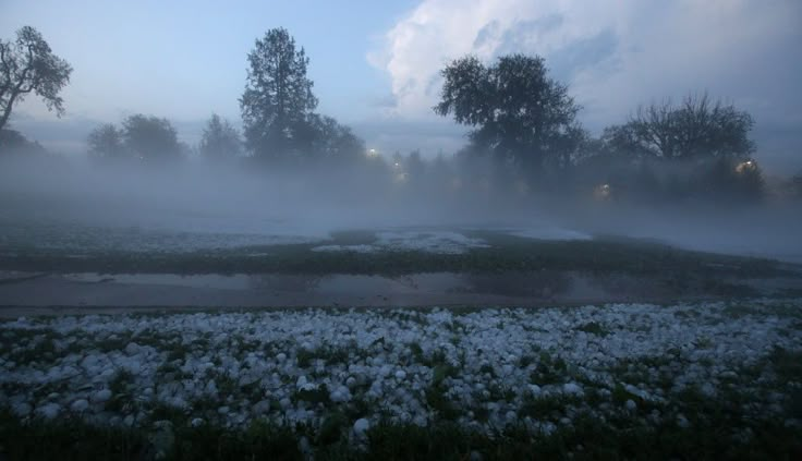 the fog is covering the grass and trees in the distance, with some snow on the ground