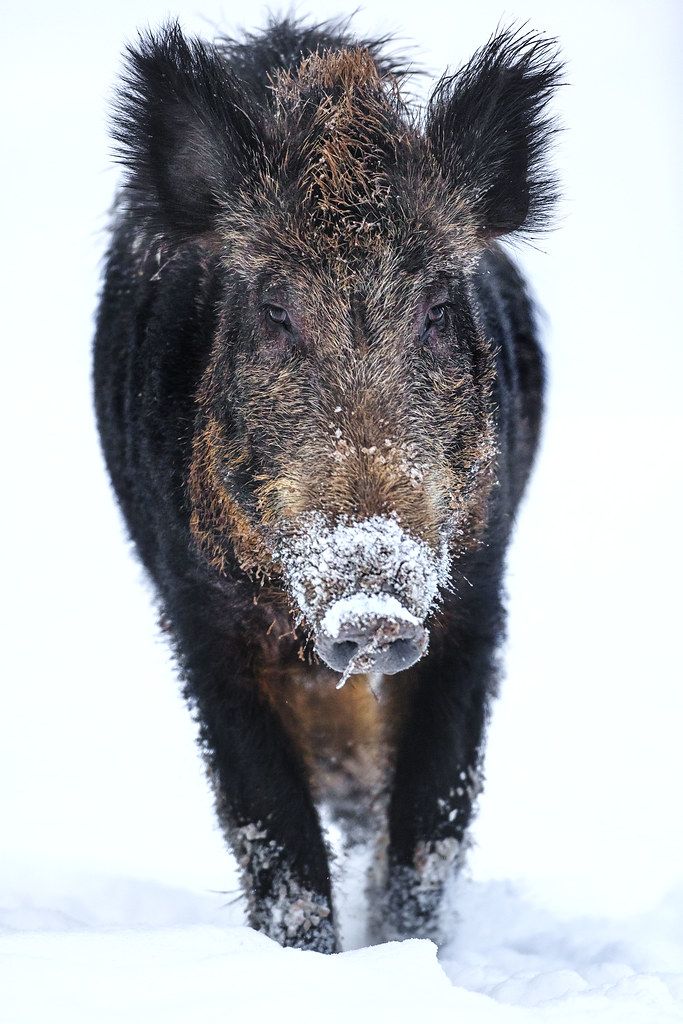 a black and brown pig walking through the snow