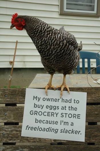 a chicken standing on top of a wooden box next to a sign that says, my owner had to buy eggs at the grocery store because i'm