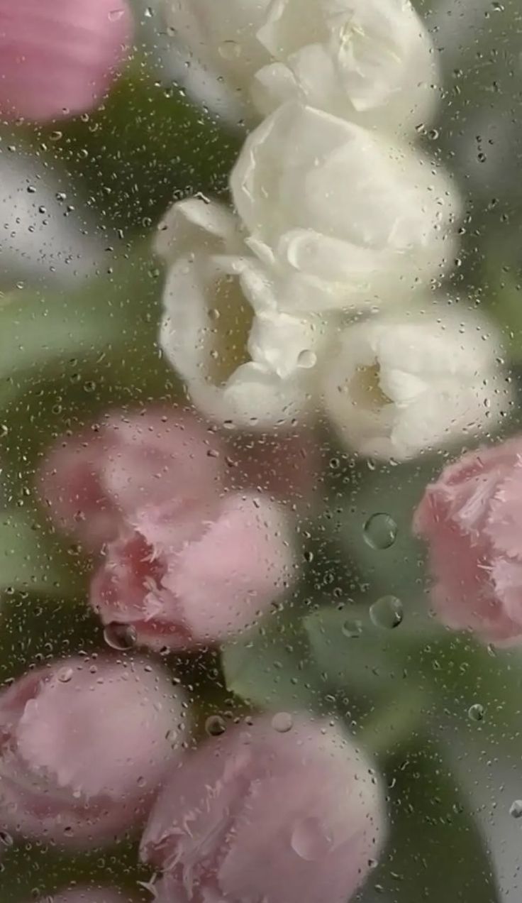 some pink and white flowers are outside in the rain