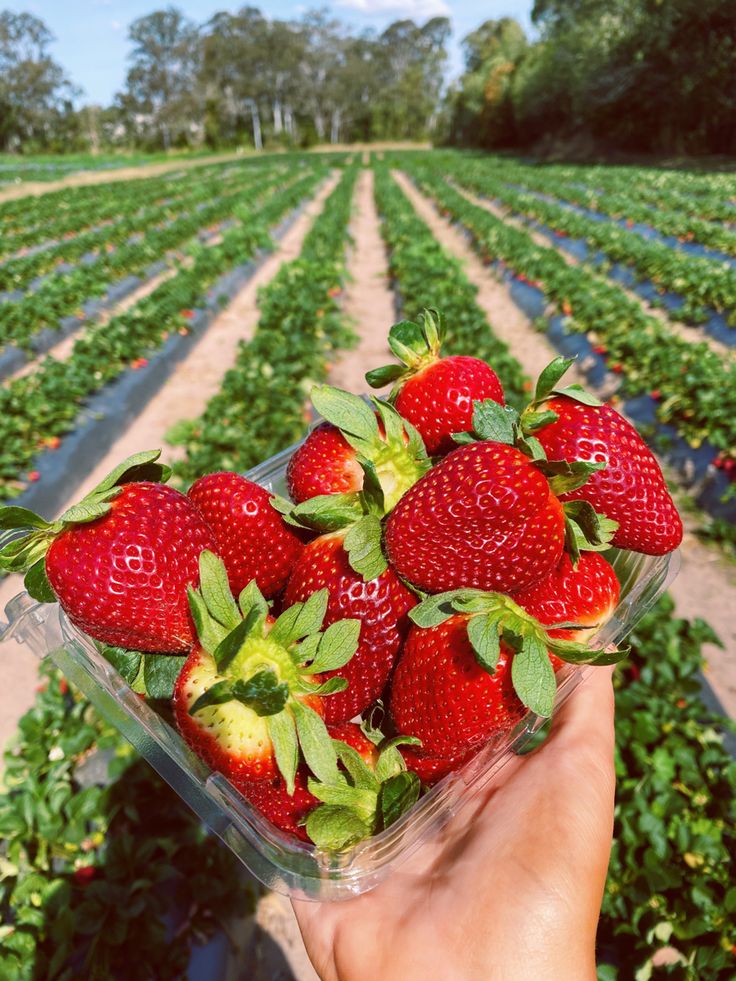 a hand holding up a plastic container full of strawberries in a strawberry field with rows of trees behind it