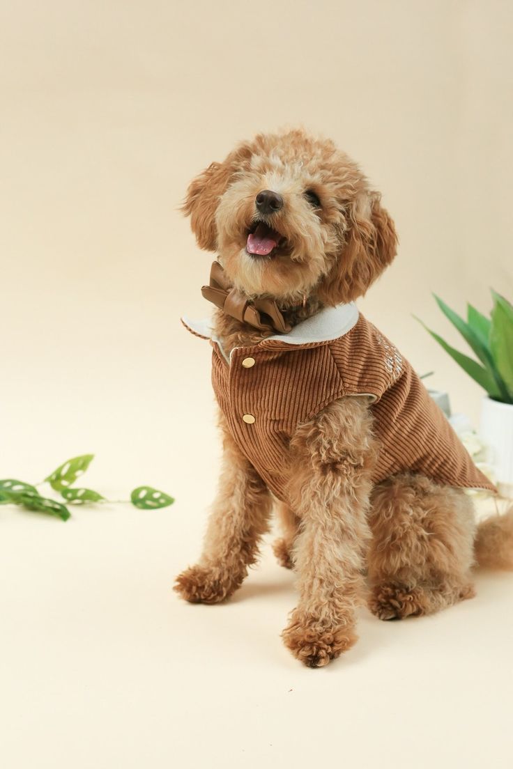 a small dog wearing a sweater and bow tie sitting next to a potted plant