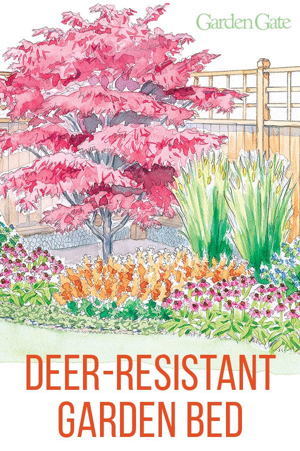 the front cover of a garden guide for deer - resistant garden beds, featuring flowers and trees