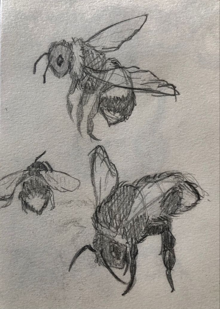 three drawings of bees on white paper