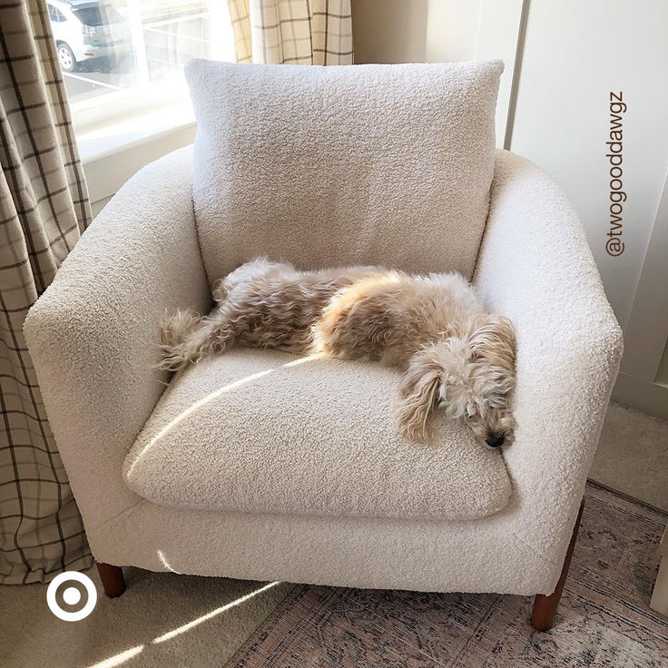 a small dog is sleeping on a chair in front of a window with the sun shining through it