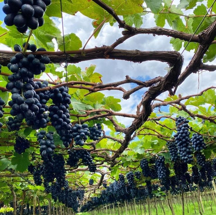 bunches of grapes hang from the branches of a vine