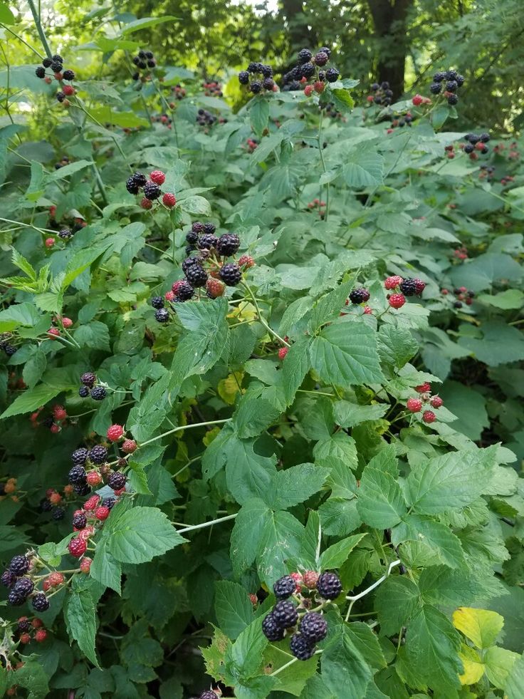 blackberries growing on the side of a forest