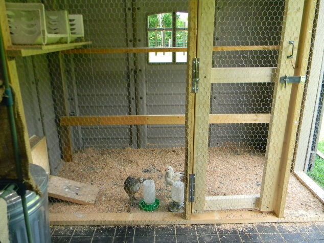 the inside of a chicken coop with two chickens in it's stall and one on the floor