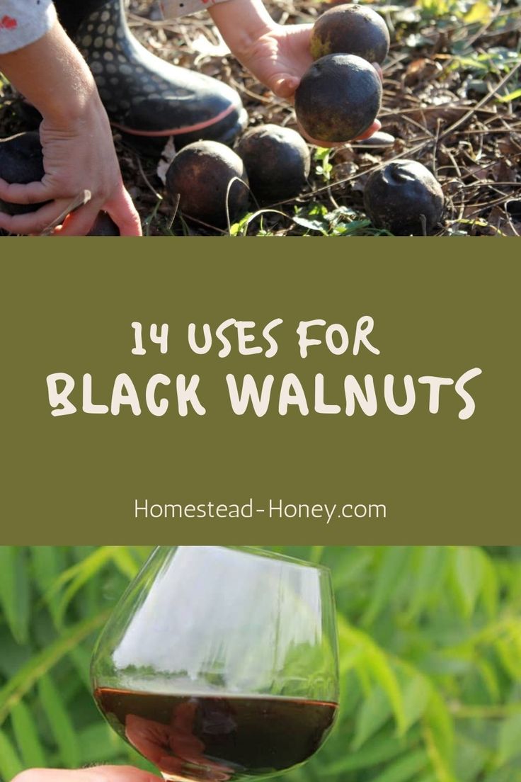 Learn 14 uses for black walnuts, including harvesting, benefits, and recipes! Black Walnut Benefits, Black Walnuts Recipes, Medicinal Wild Plants, Walnut Uses, Juglans Nigra, Black Walnut Tree, Wild Food Foraging, Foraging Recipes, Medicinal Herbs Garden