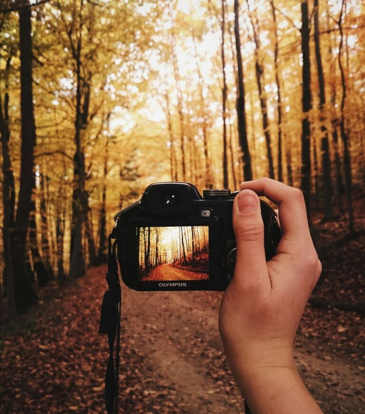 a person holding up a camera to take a photo in the woods with trees and leaves